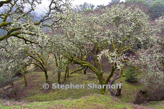 oaks with lichens and moss graphic